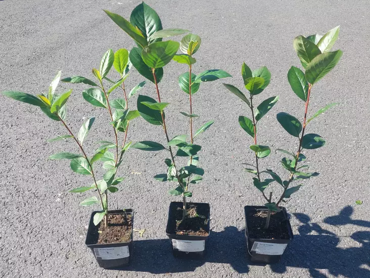 Aronia kesäaita - Astiataimet - AB10010010969 - 4