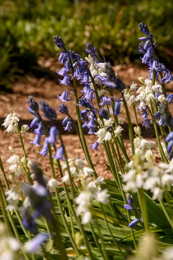 Espanjansinililja - Tulppaanit - AB10010012359 - 1