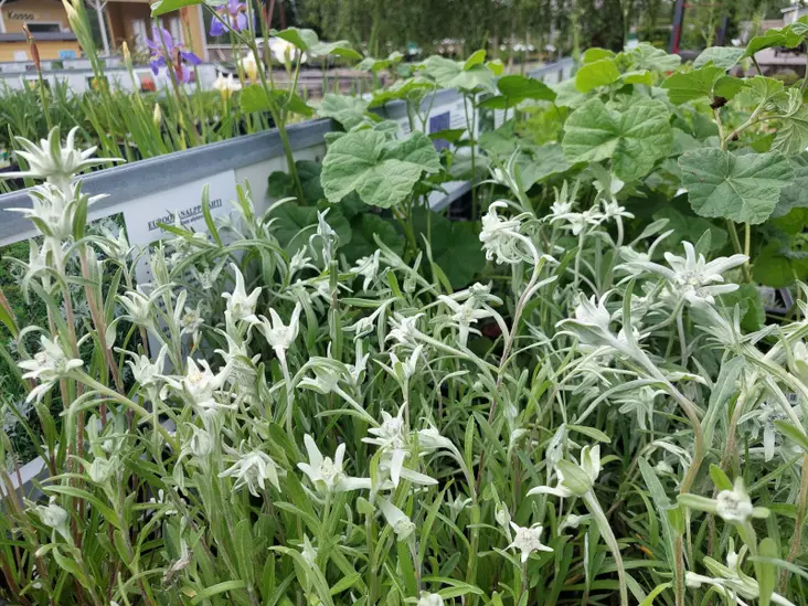Euroopanalppitähti Edelweiss - Perennat - 6430019381199 - 1