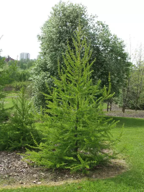 Euroopanlehtikuusi - Kuuset - AB10010011969 - 1