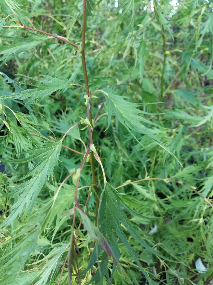 Hapsuharmaaleppä - Lehtipuut - 3942624587659 - 1