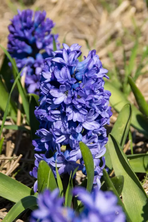 Hyasintti `Delft Blue` - Muut - AB10010011209 - 1