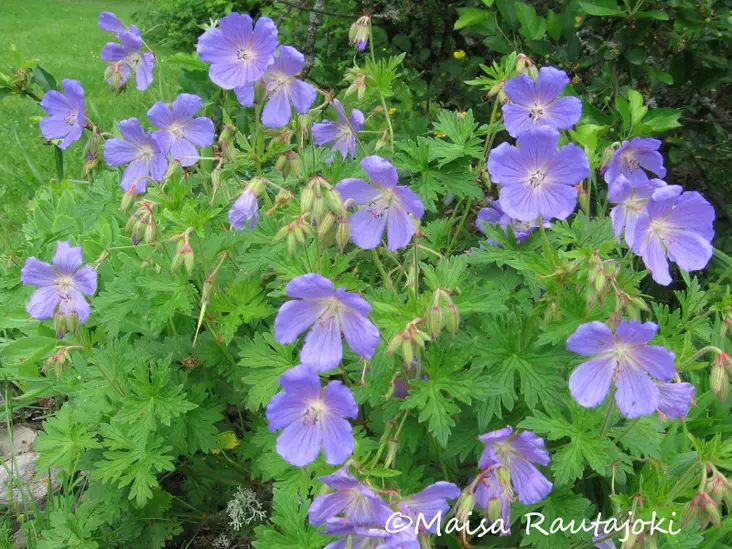 Idänkurjenpolvi - Perennat - 6417481276949 - 1