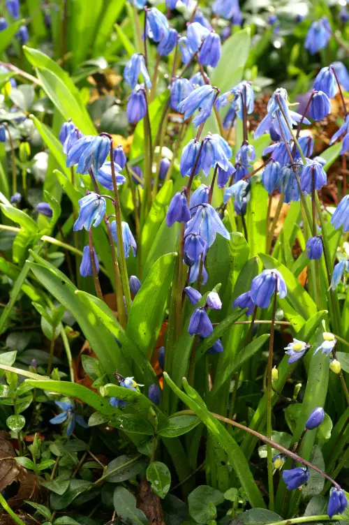 Idänsinililja sininen - Muut - 3942586564439 - 1