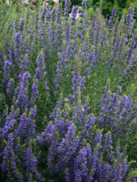 Iisoppi - Perennat - 6417481243149 - 1