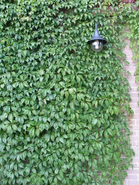 Imukärhivilliviini - Muut köynnökset - AB10010012379 - 1