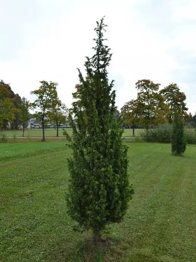 Isopilarikataja Louhi - Katajat - AB10010011909 - 1