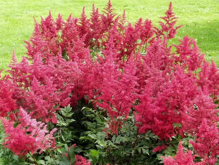 Japaninjaloangervo Montgomery - Perennat - 6417481276529 - 1