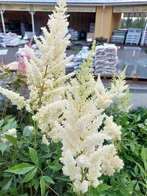 Tarhajaloangervo Weisse Gloria - Perennat - 6417481283619 - 1