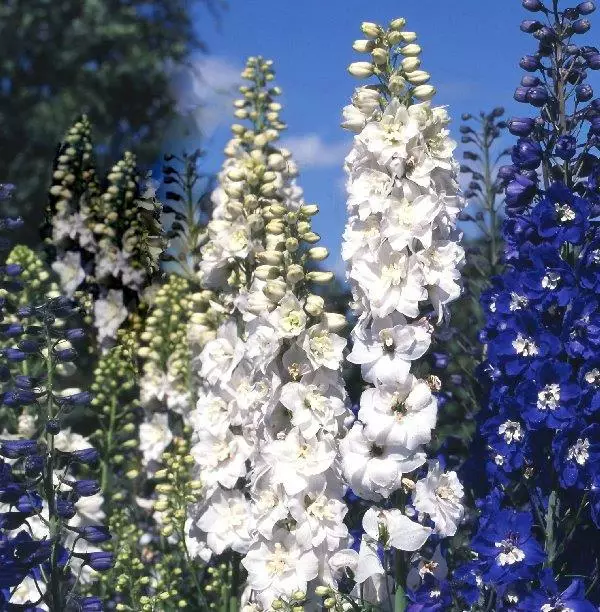 Jaloritarinkannus Pure White - Perennat - 6430019383049 - 1