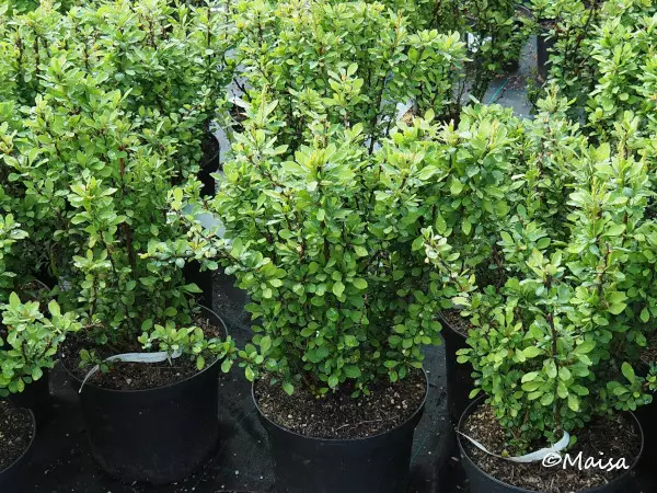 Japaninhappomarja Erecta 7,5 L - Astiataimet - AB10010011009 - 1