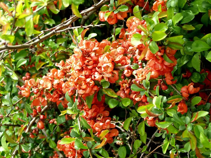 Japaninruusukvitteni Venus FinE® - Astiataimet - 3940516114129 - 1