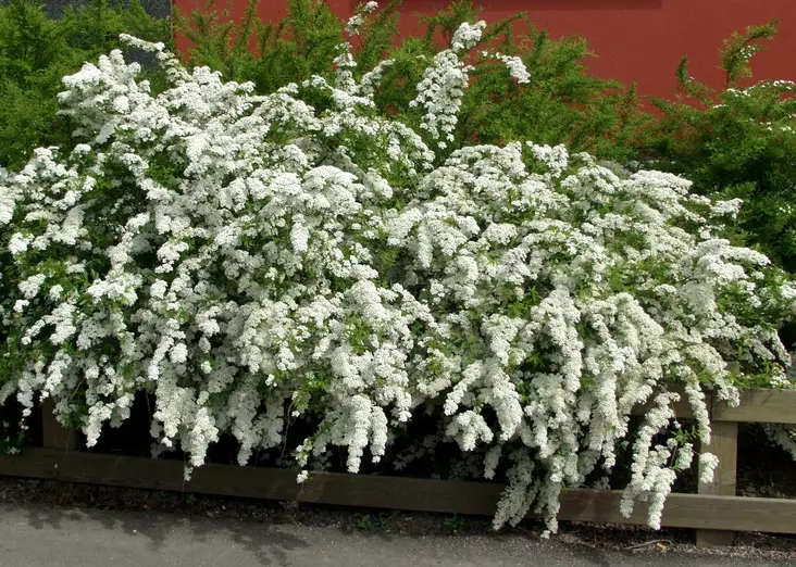 Jumbo norjanangervo - Jumbotaimet - 3940523744159 - 1