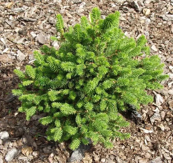 Kääpiöpesäkuusi Little Gem - Kuuset - AB10010011979 - 1