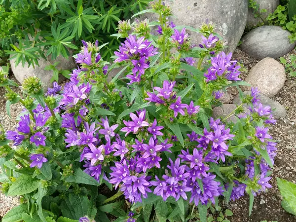 Kääpiöpeurankello Acaulis - Perennat - 6417481277809 - 1