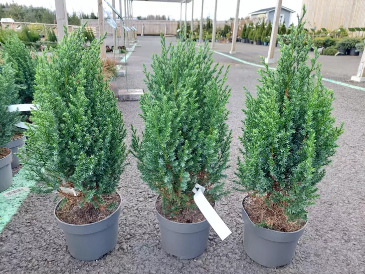 Kartiokataja Stricta - Katajat - 6420613695969 - 1