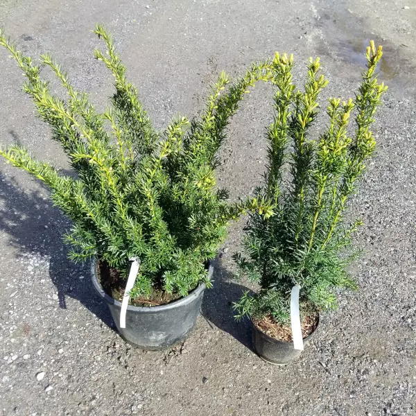 Kartiomarjakuusi Densiformis - Marjakuuset - AB10010012239 - 1