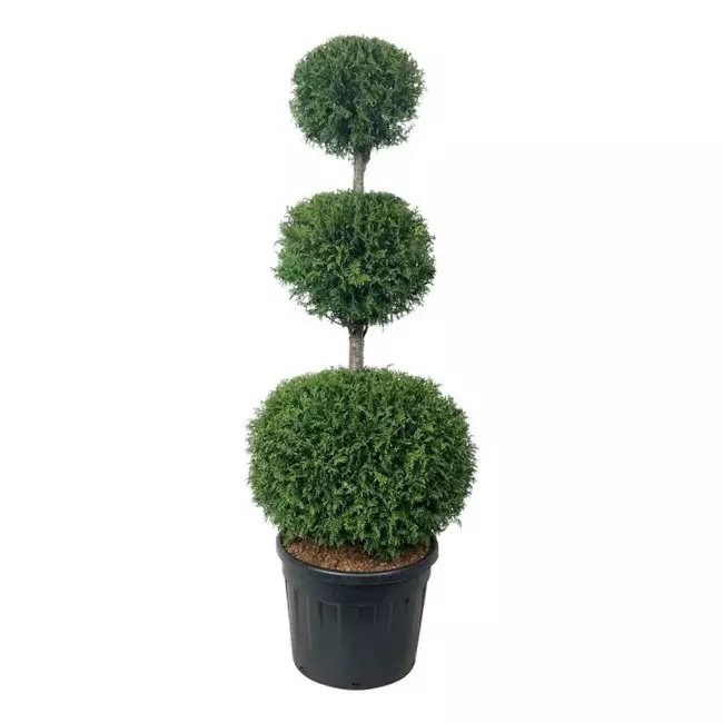 Kartiotuija Brabant 3-pallo 150-175 - Tuijat - AB10010011769 - 1