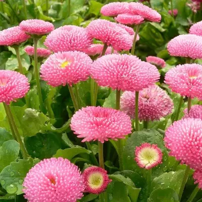 Kaunokainen Rominette Pink - Perennat - 6430019384039 - 1