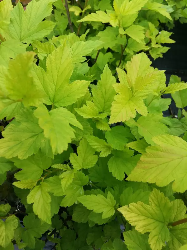 Keltaheisiangervo Angel Gold - Astiataimet - AB10010010289 - 1