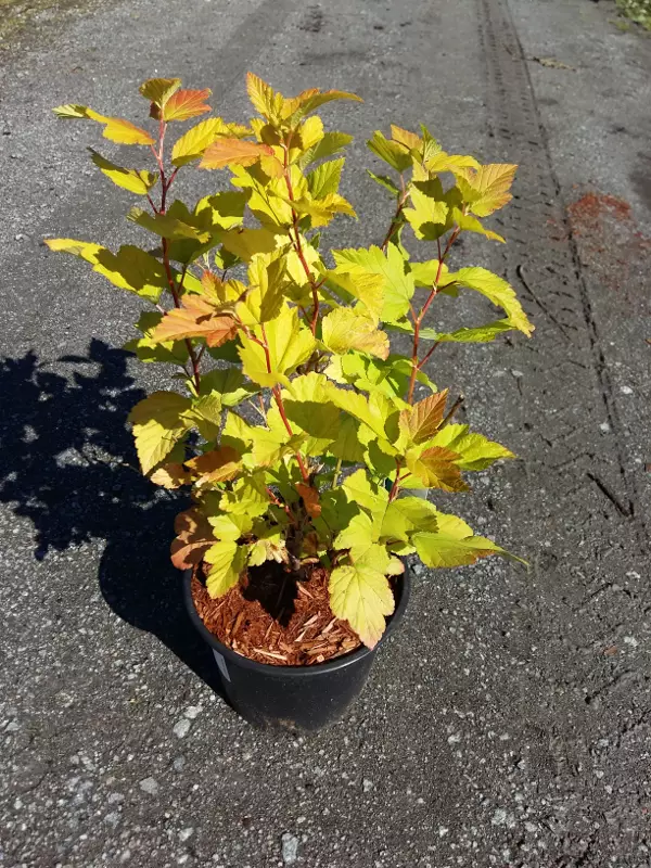 Keltaheisiangervo Darts Gold - Astiataimet - 3940523677129 - 1