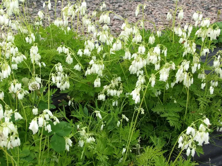 Kesäpikkusydän valkoinen - Perennat - 6430019380659 - 1