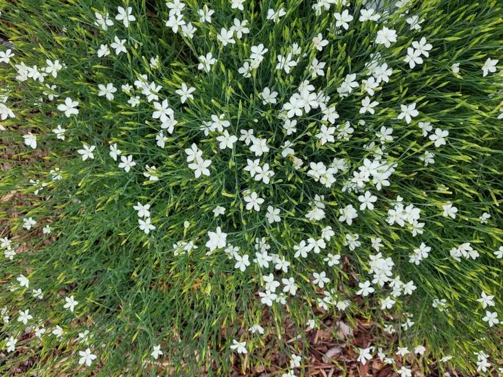Ketoneilikka Albus - Perennat - AB10010010209 - 1