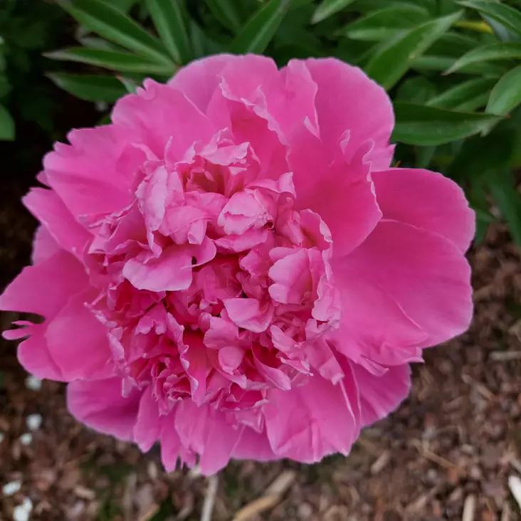 Kiinanpioni Dr. Alexander Fleming - Pionit - AB10010010949 - 1