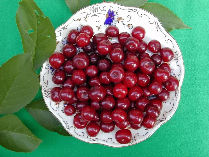 Kirsikkapuu Rauhalan Morelli FinE 150-200 - Kirsikkapuut - 3940534029559 - 1