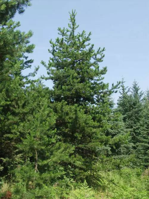 Vuorikontortamänty - Männyt - AB10010012169 - 1