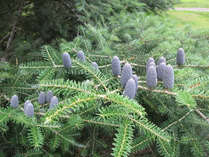 Koreanpihta - Pihdat - 3949415091609 - 1