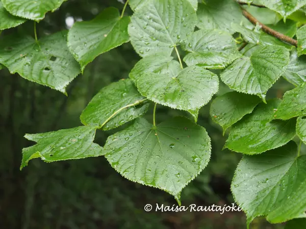 Kriminlehmus 150-250 - Lehtipuut - AB10010010569 - 1