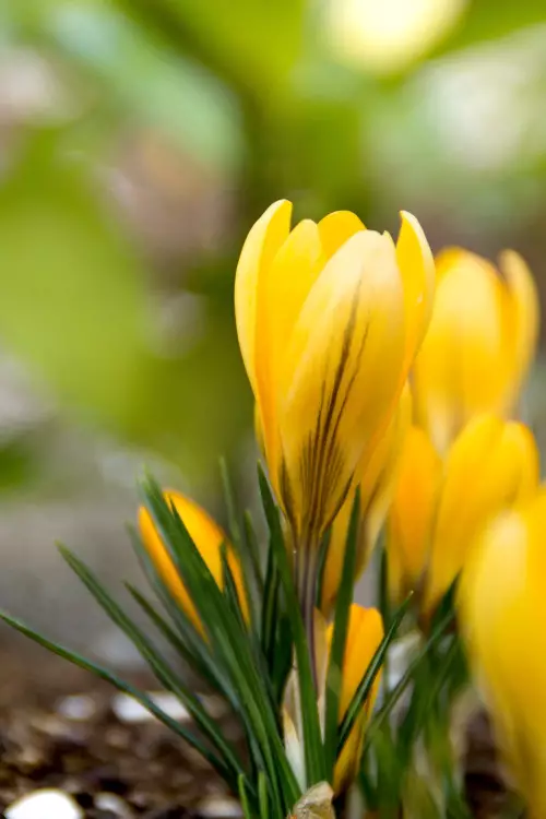Krookus/Kevätsahrami `Grand Yellow` - Krookukset - 3942586537129 - 1