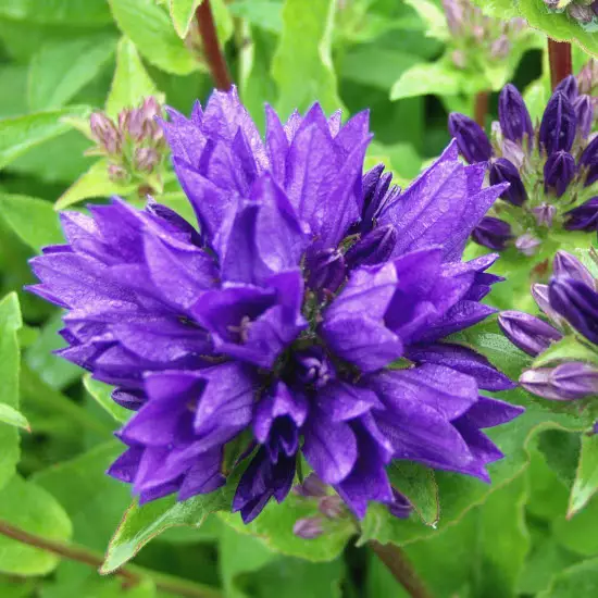 Loistopeurankello Superba - Perennat - 6417481270329 - 1