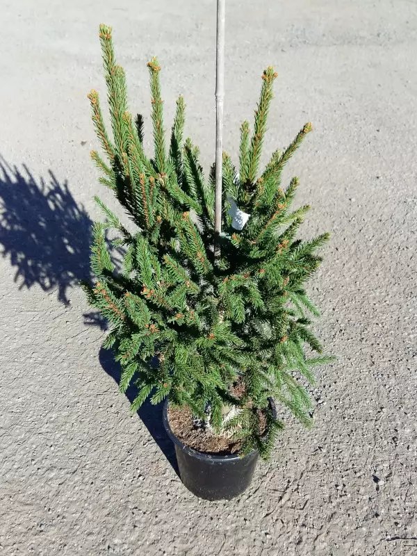 Luutakuusi - Kuuset - AB10010011989 - 1