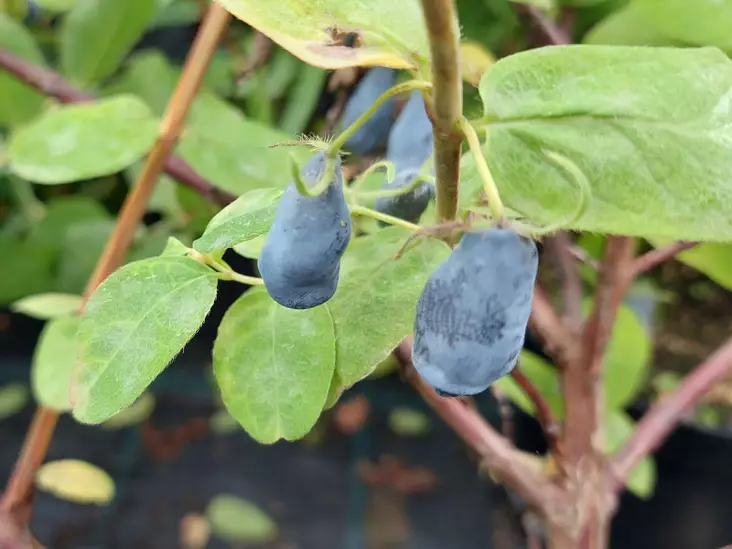 Makeasinikuusama Morena - Muut marjakasvit - 3954604129919 - 1