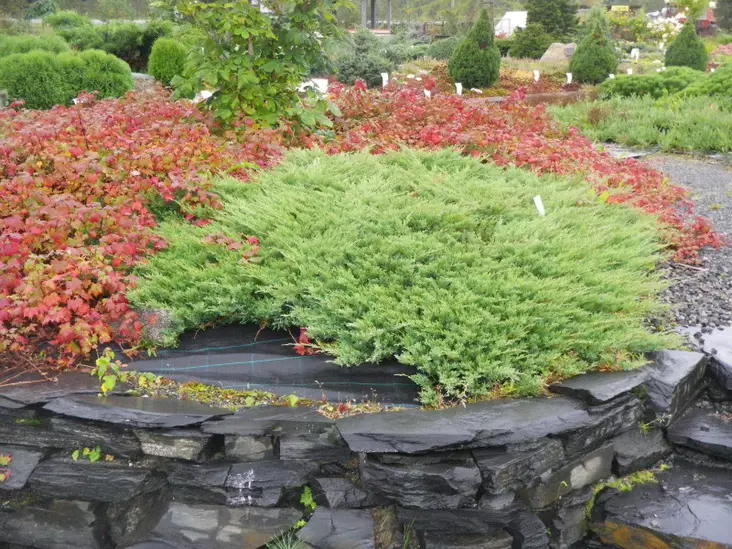 Maljakataja Andorra Compacta - Katajat - AB10010011959 - 1