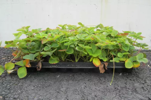 Mansikka Kaunotar FinE® LTK 66 kpl - Mansikat - AB10010011889 - 1