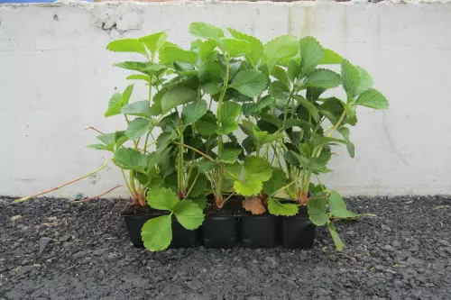 Mansikka Malwina 10 kpl kenno - Mansikat - AB10010011689 - 1