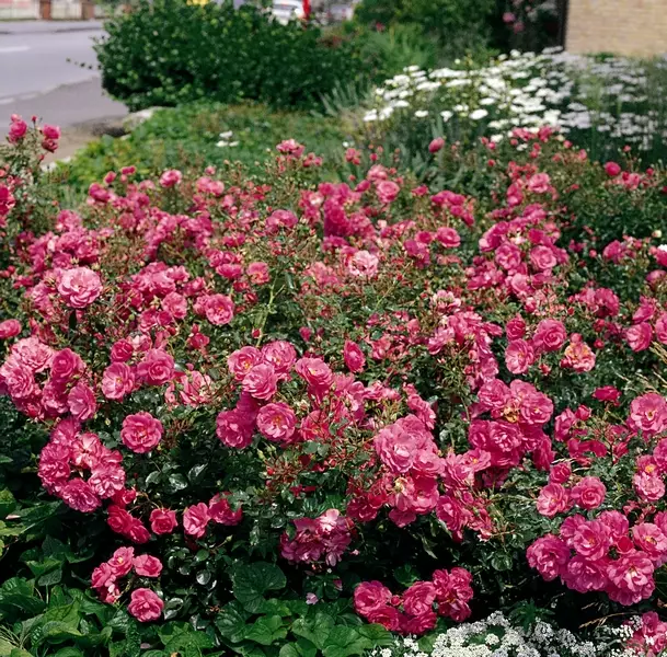 Mirato maanpeiteruusu - Ryhmäruusut oma tuotanto - AB10010010459 - 1