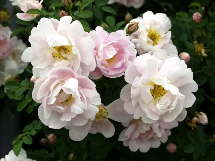 Morsionruusu FinE® - Pensasruusut - 3940564028539 - 1