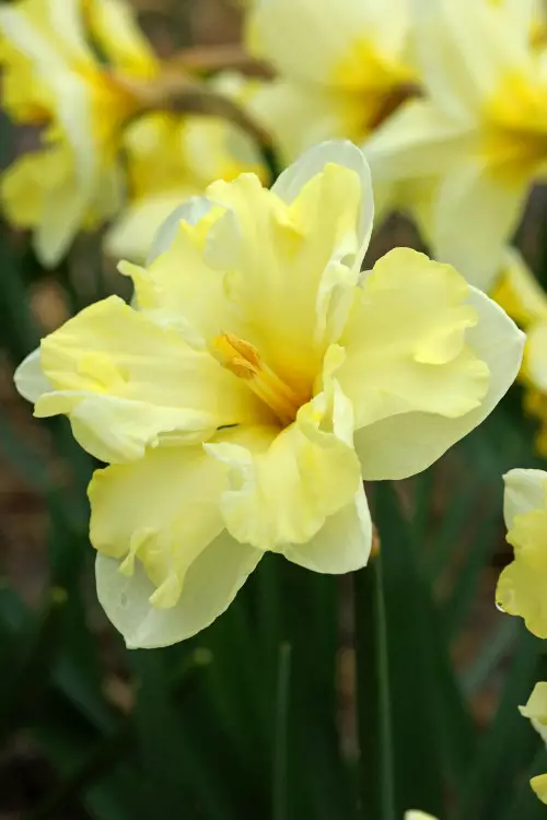 Narsissi `Cassata` - Narsissit - AB10010010359 - 1