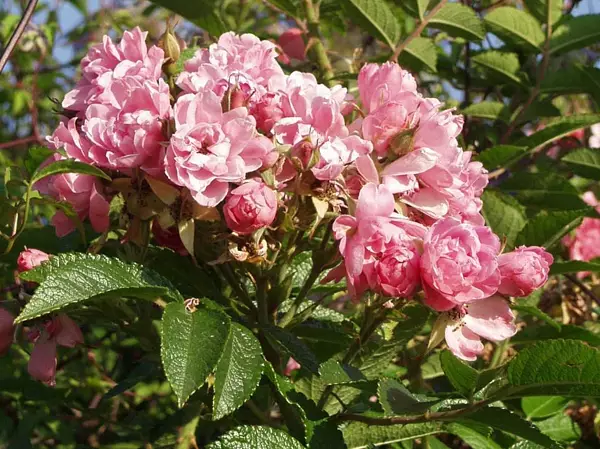 Neilikkaruusu Pink Grootendorst - Pensasruusut - 3940564044829 - 1