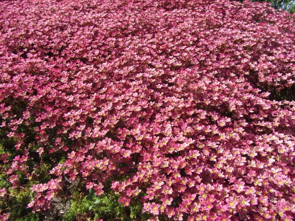 Patjarikko Carpet Purple Robe - Perennat - 6430019381939 - 1