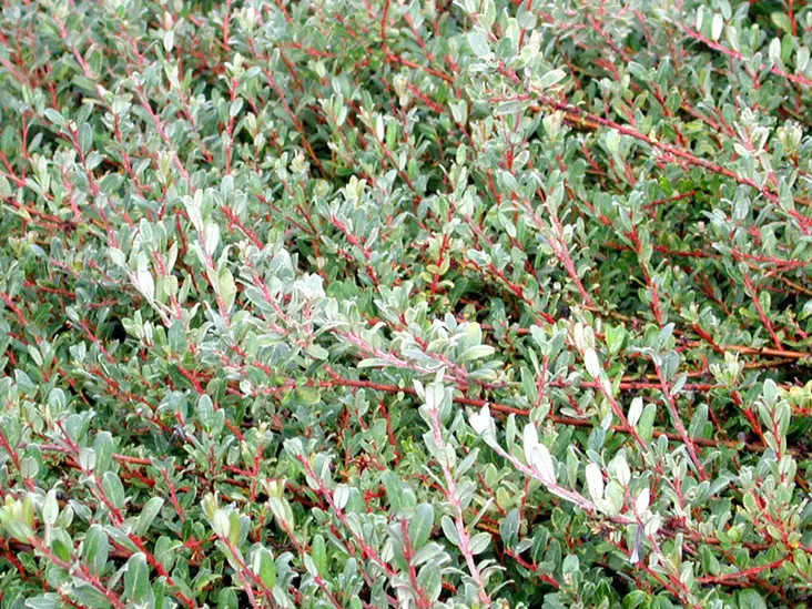 Peittopaju Tuhkimo FinE® - Astiataimet - AB10010011409 - 1