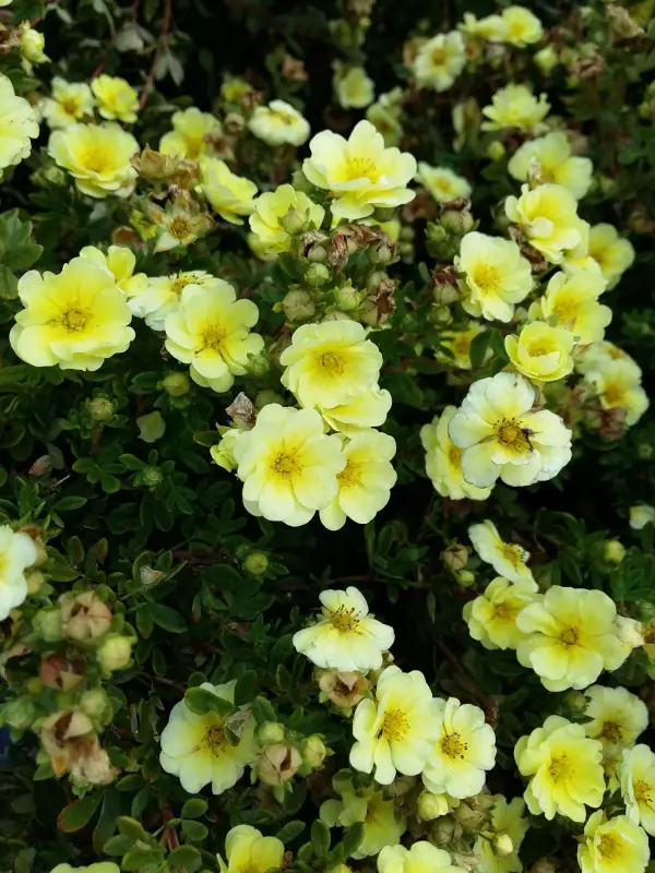 Pensashanhikki Lemon Meringue® - Astiataimet - AB10010010609 - 1