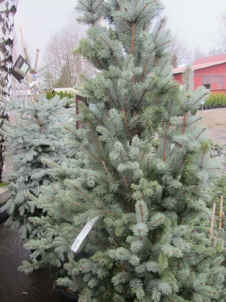 Pilarisinikuusi Iseli Fastigiate - Kuuset - 3940564051599 - 1