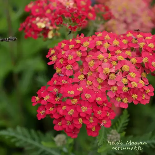 Punakärsämö Red Velvet - Perennat - AB10010010679 - 1