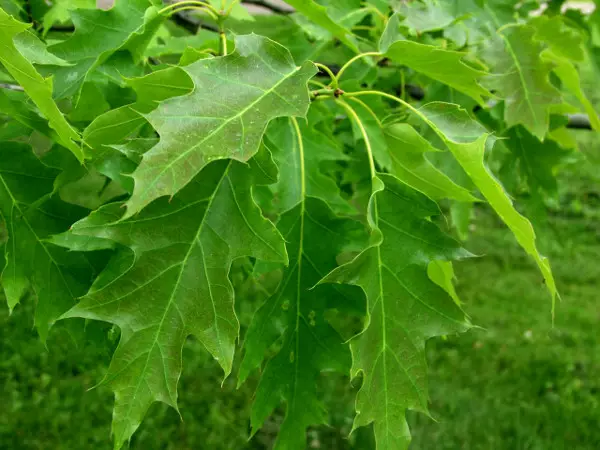 Punatammi - Lehtipuut - AB10010011919 - 1