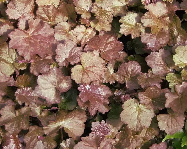 Purppurakeijunkukka Palace Purple - Perennat - 6430019383629 - 1